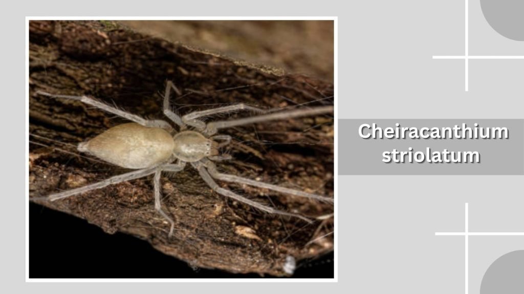 Cheiracanthium striolatum