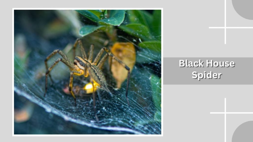 Black House Spider