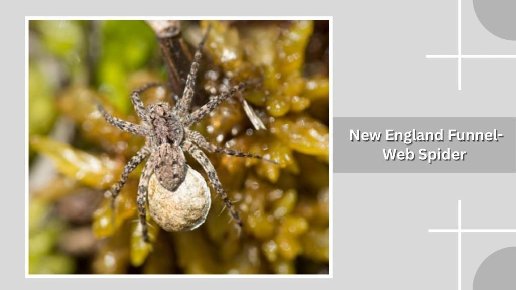  New England Funnel-Web Spider