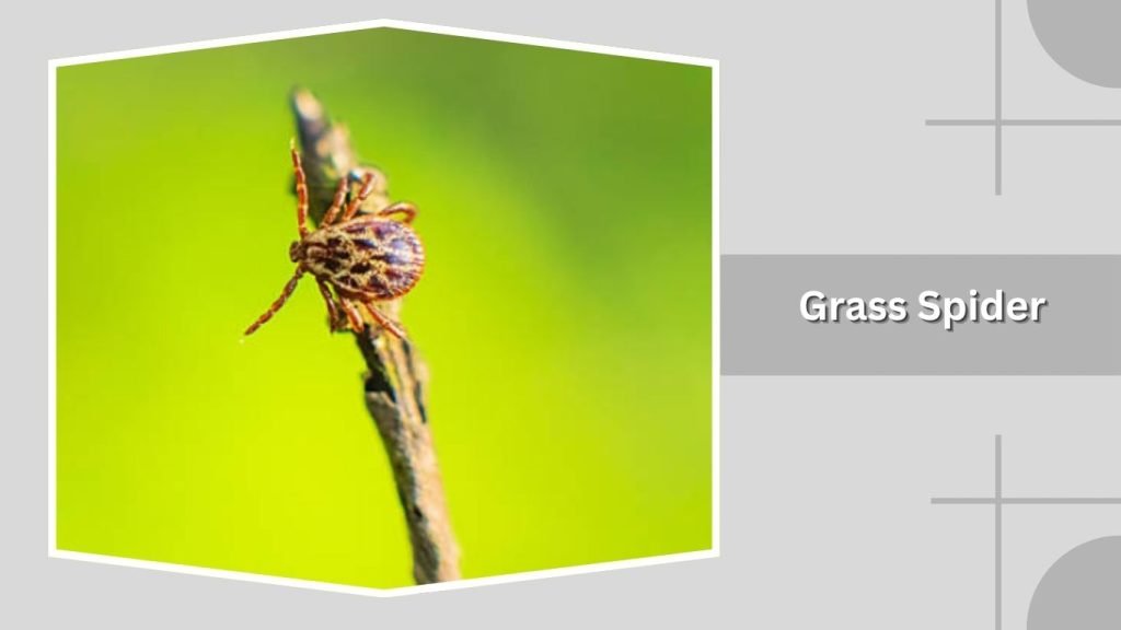 Grass Spider