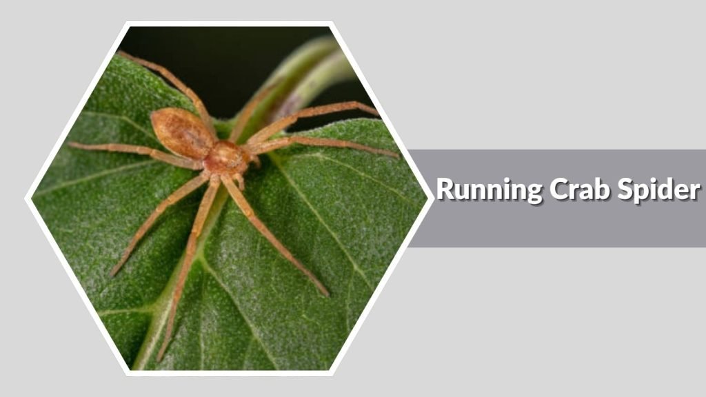 Running Crab Spider