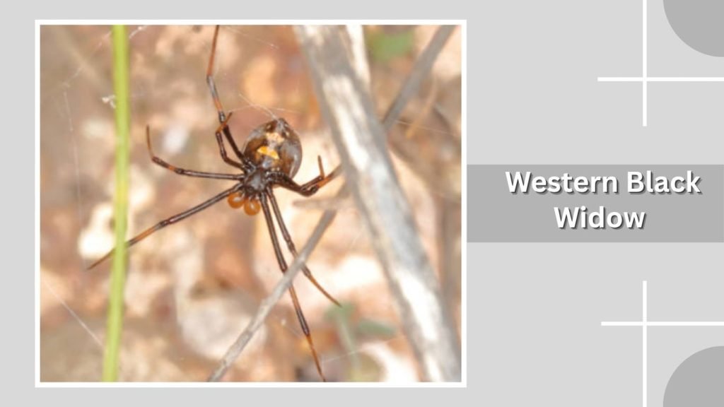 Western Black Widow