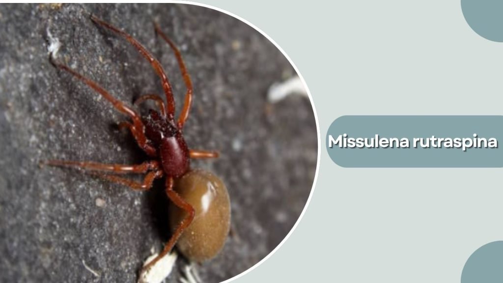 Missulena rutraspina