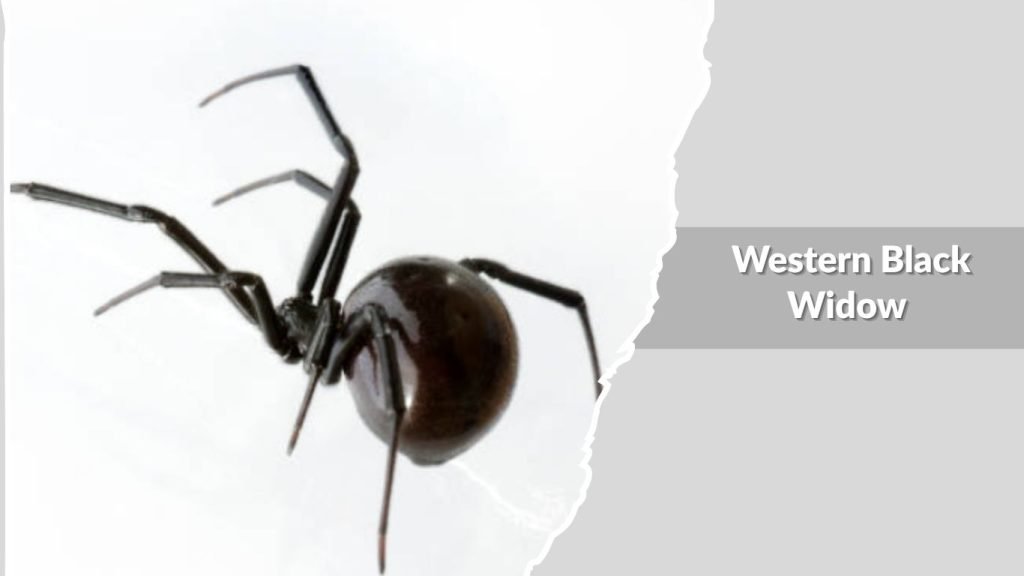  Western Black Widow