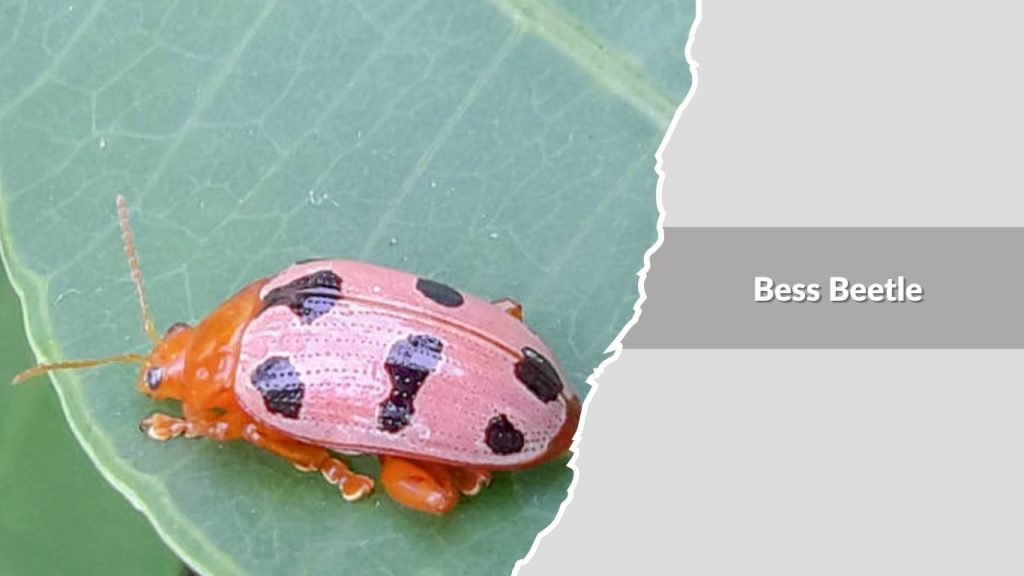 Bess Beetle
