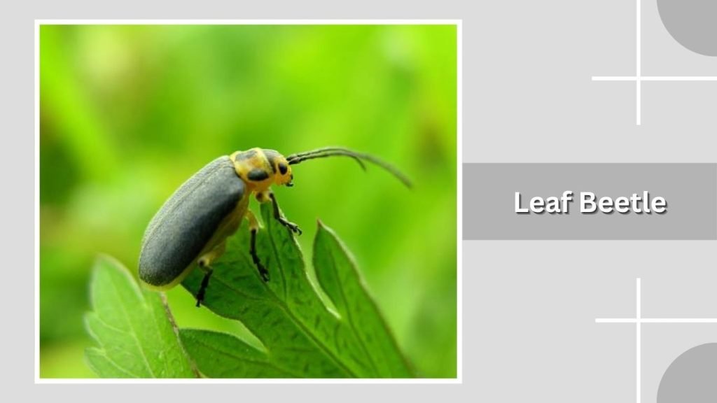 Leaf Beetle