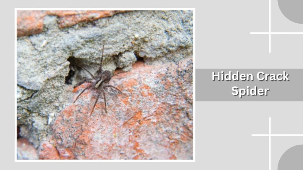 Hidden Crack Spider