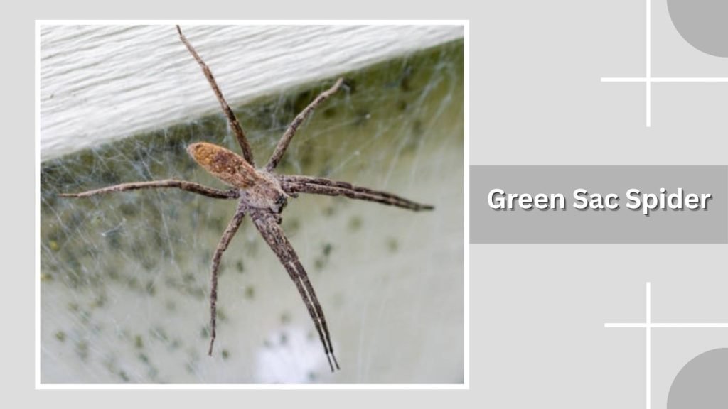  Green Sac Spider