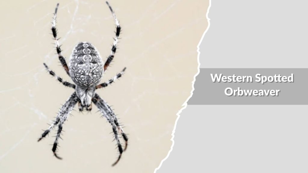 Western Spotted Orbweaver