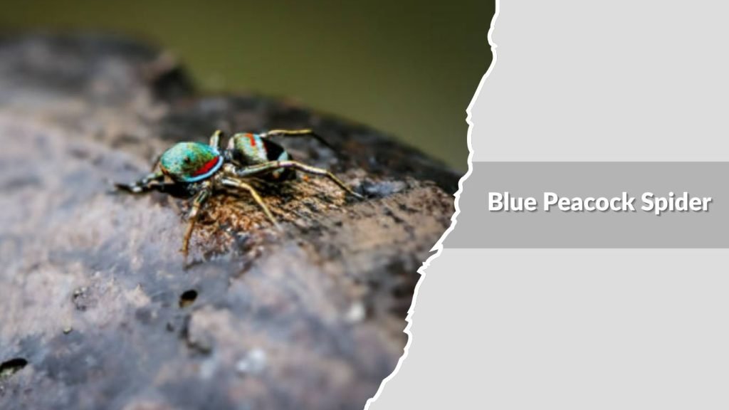 Blue Peacock Spider