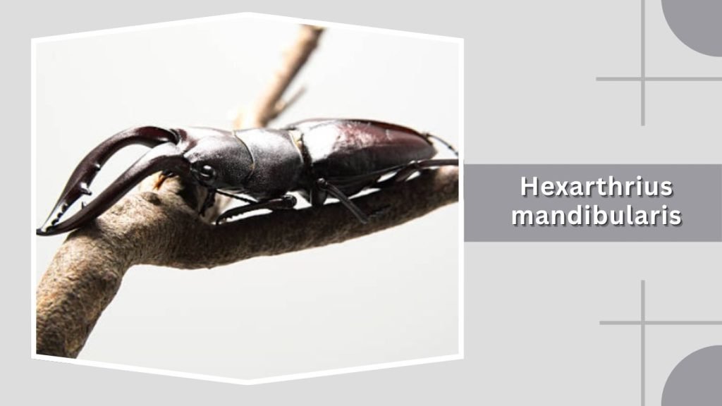  Hexarthrius mandibularis
