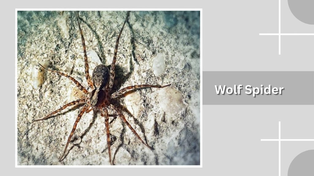  Wolf Spider