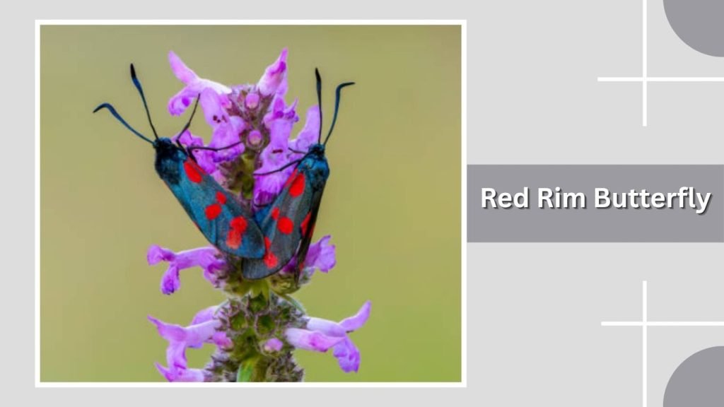 Red Rim Butterfly