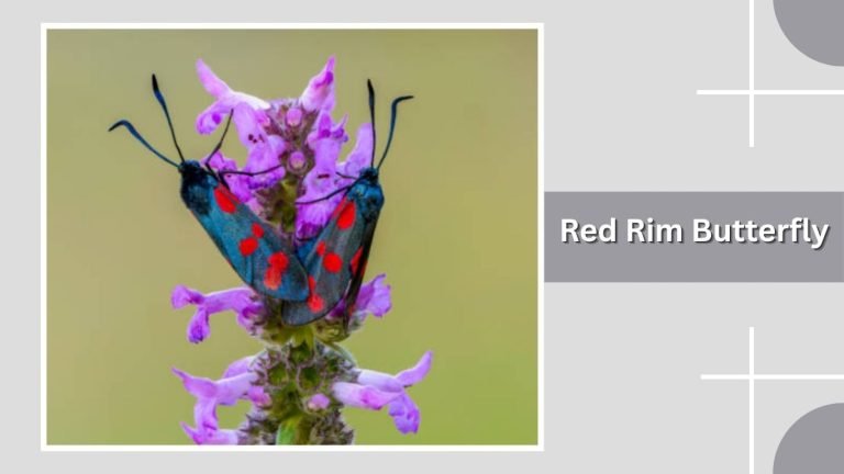 15 Types of Red Butterflies: Identification with Pictures