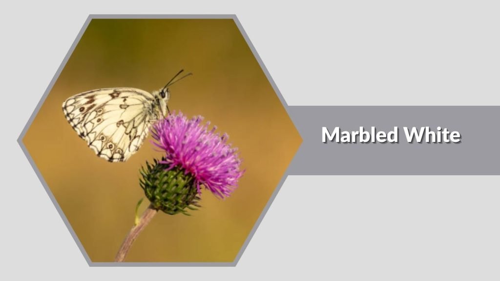  Marbled White