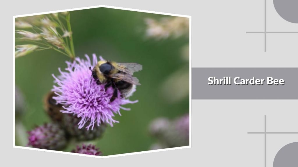Shrill Carder Bee
