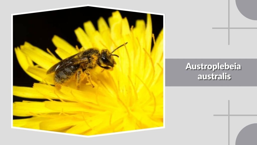 Austroplebeia australis