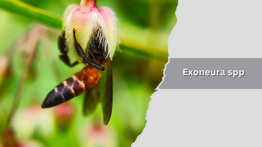  Exoneura spp