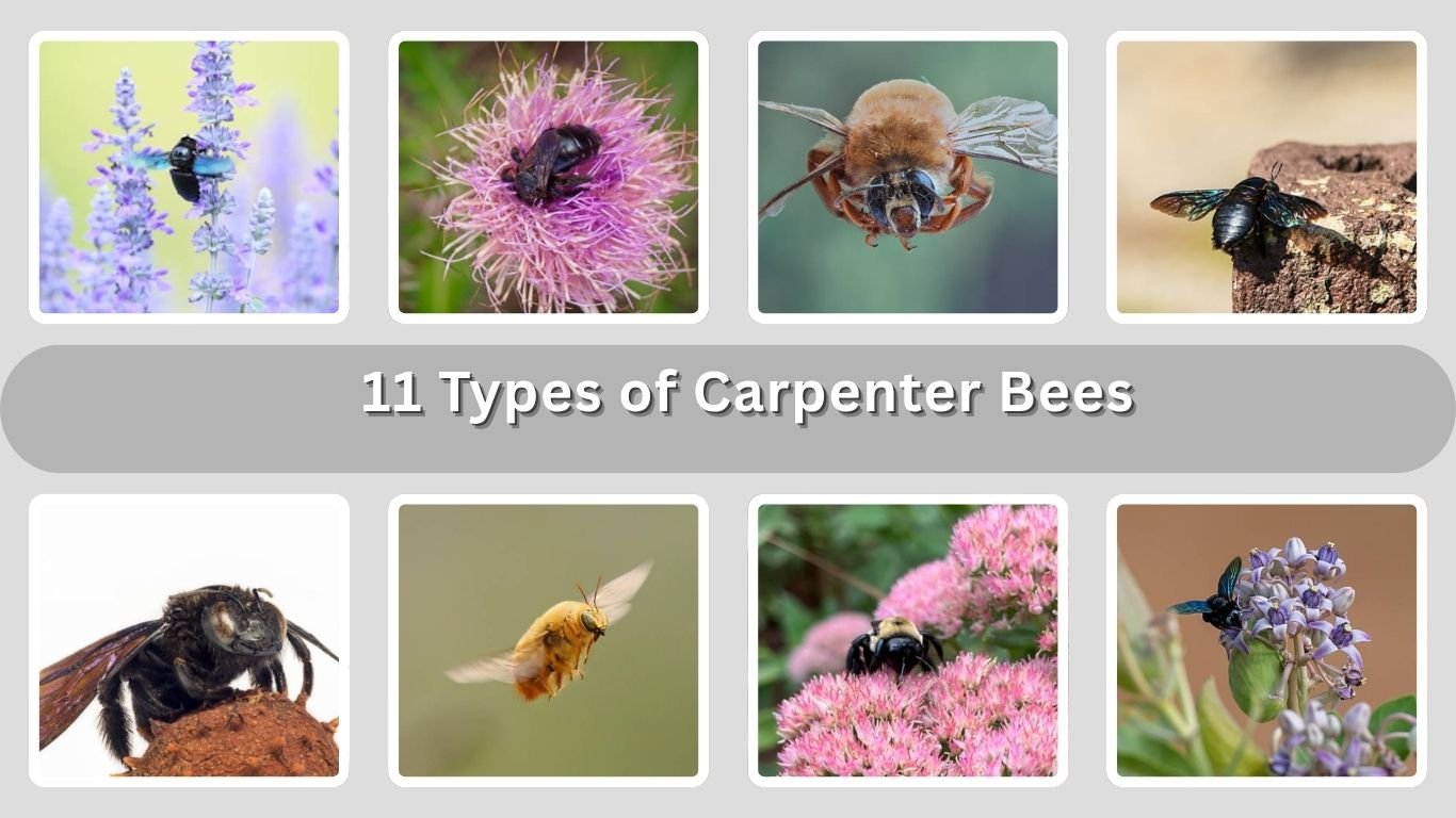 11 Types of Carpenter Bees: Size, Color, and Diet: Identification with Pictures 
