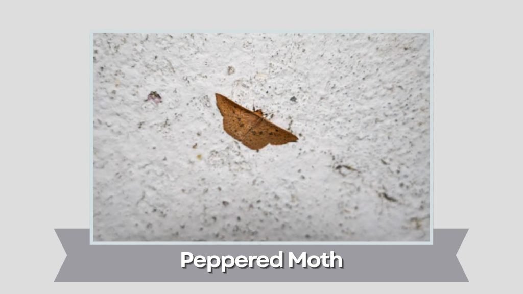  Peppered Moth