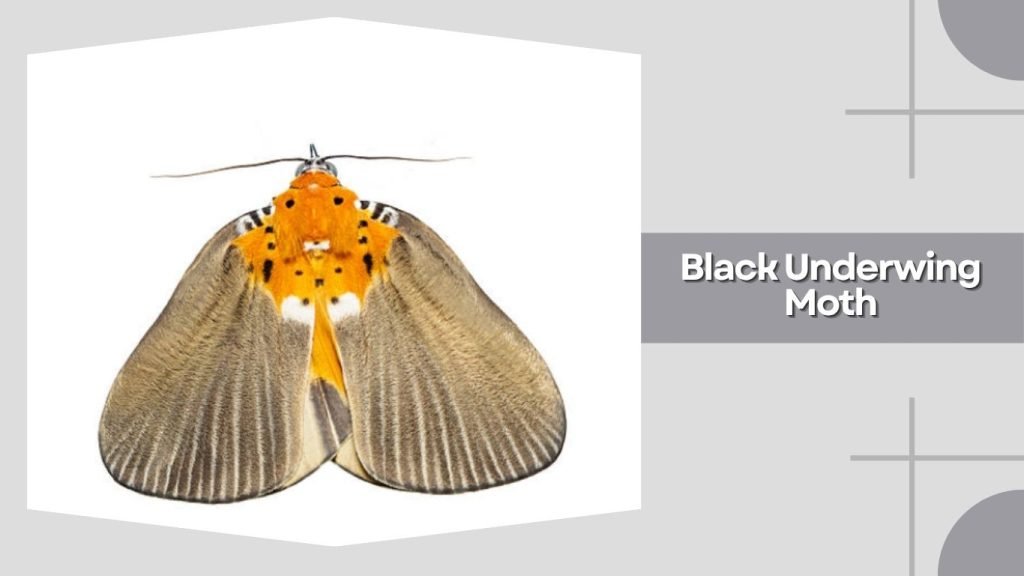  Black Underwing Moth