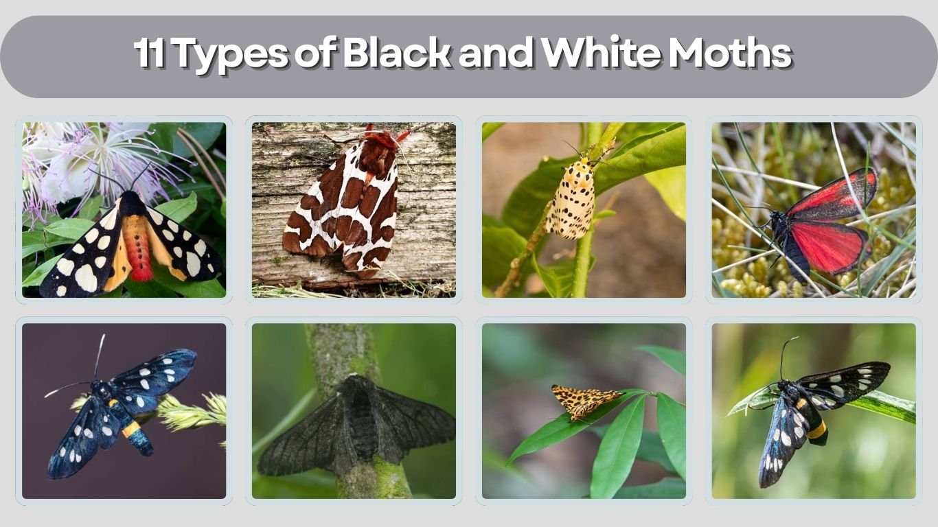 11 Types of Black and White Moths: Identification with Pictures 