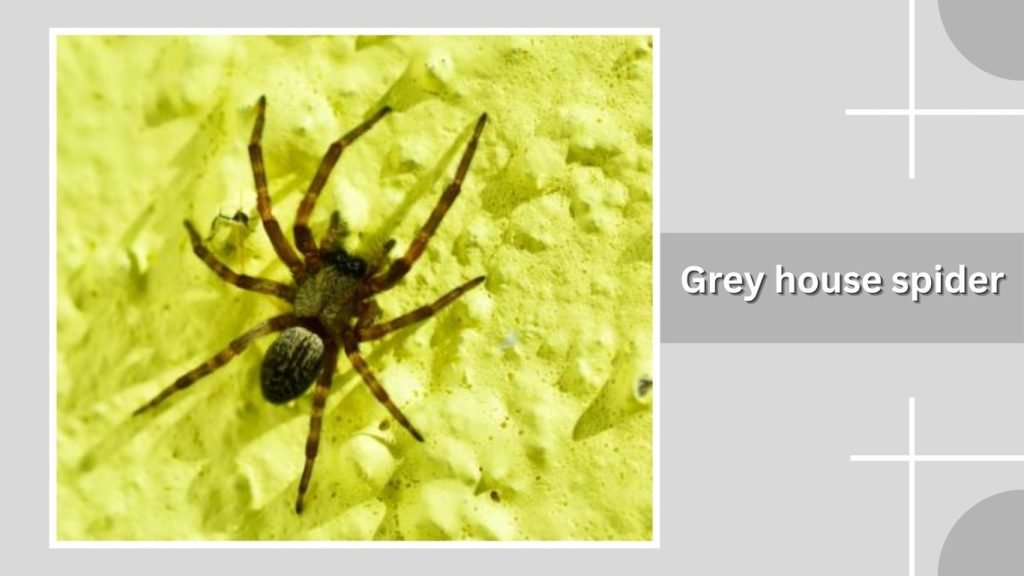 Grey house spider