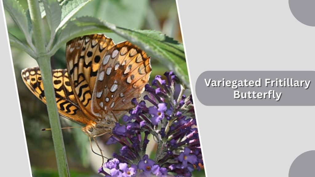 Variegated Fritillary Butterfly