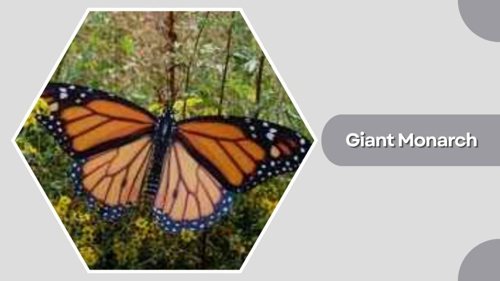  Giant Monarch