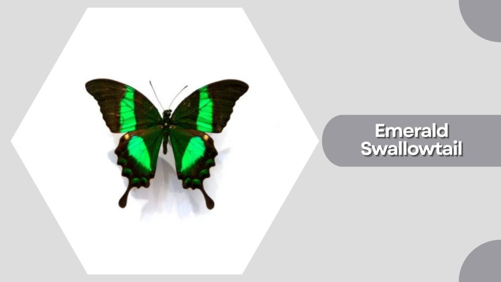  Emerald Swallowtail
