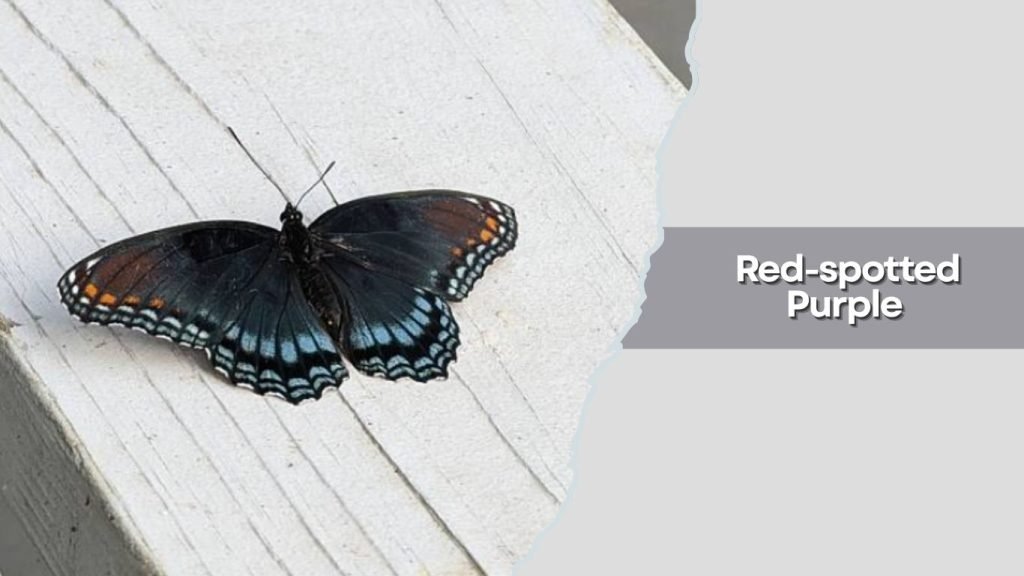 Red-spotted Purple
