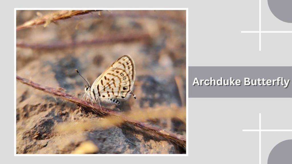 Archduke Butterfly