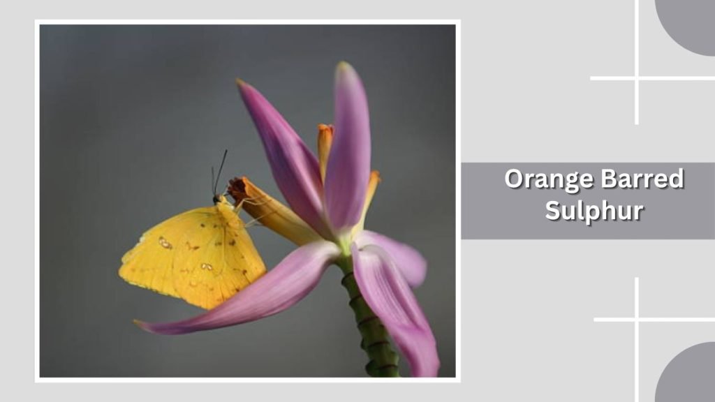 Orange Barred Sulphur