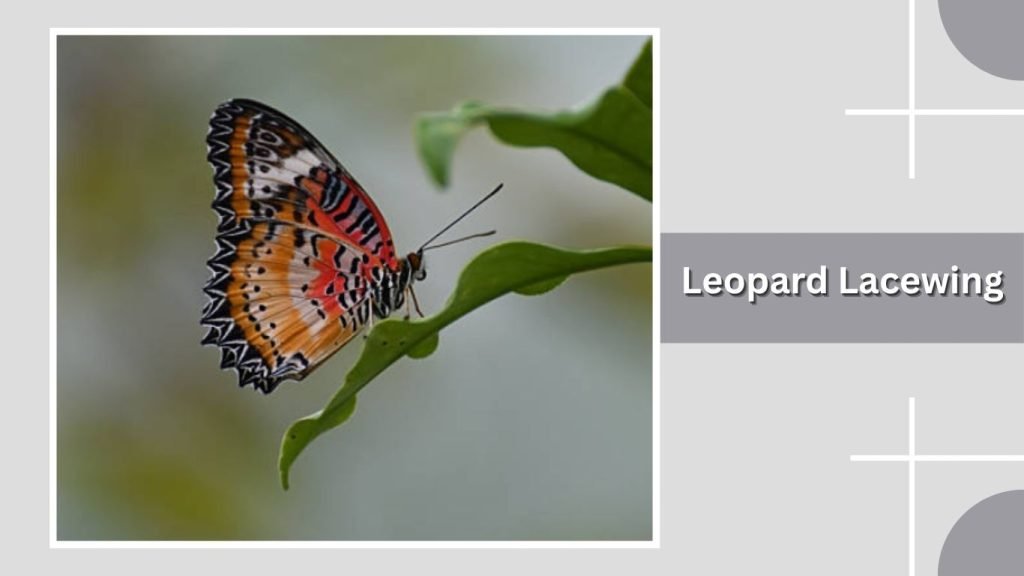  Leopard Lacewing