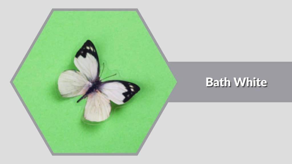  Bath White