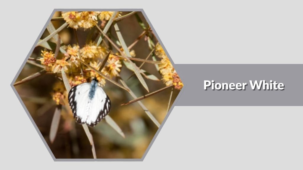  Pioneer White