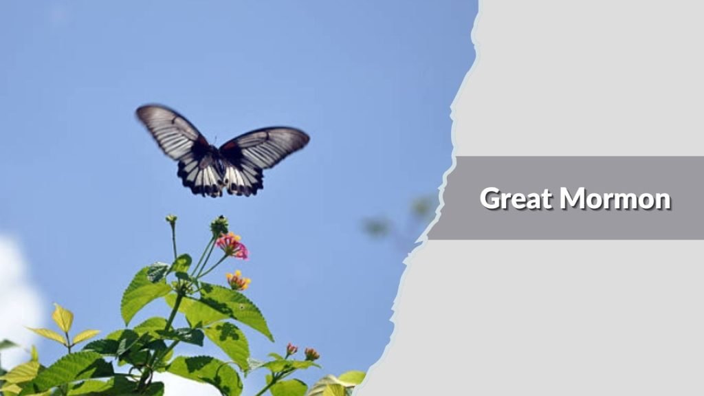  Great Mormon