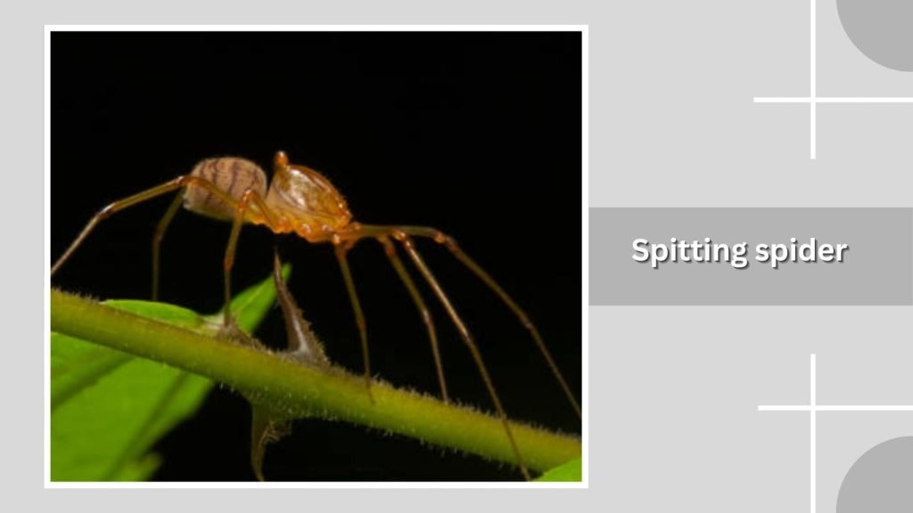 Spitting spider