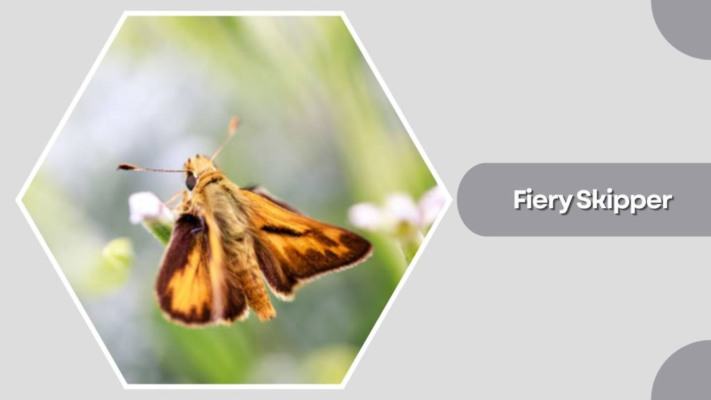 Fiery Skipper