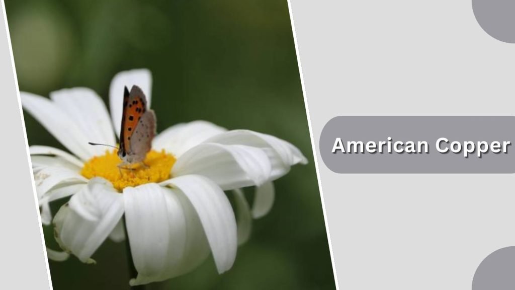  American Copper