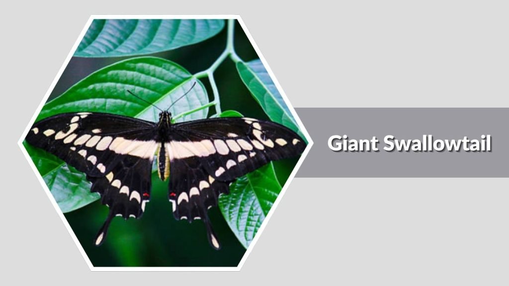 Giant Swallowtail