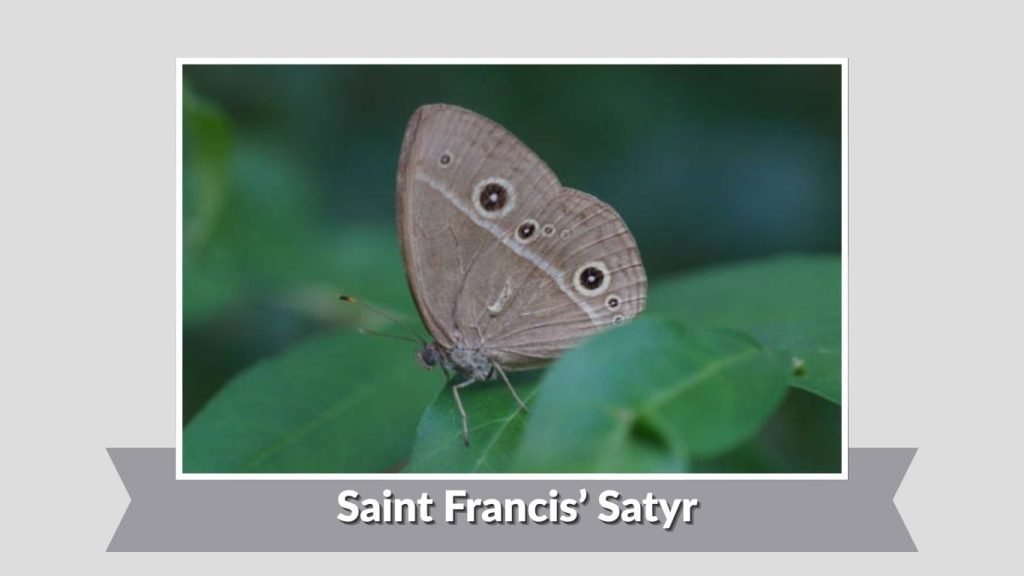  Saint Francis’ Satyr