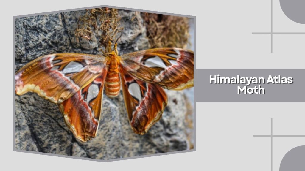 Himalayan Atlas Moth