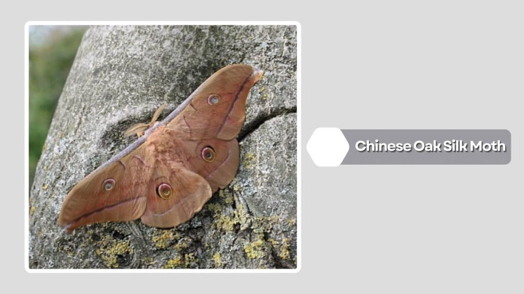 Chinese Oak Silk Moth