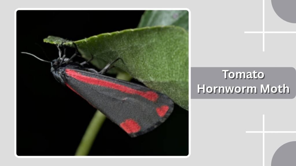 Tomato Hornworm Moth