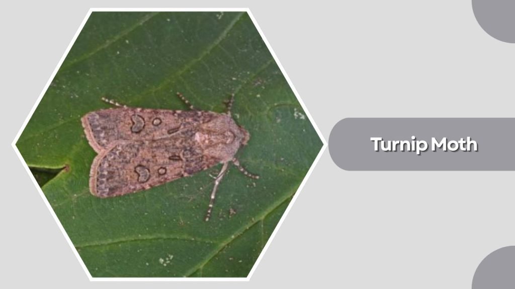 Turnip Moth