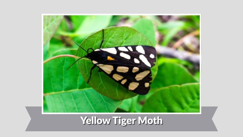 Yellow Tiger Moth