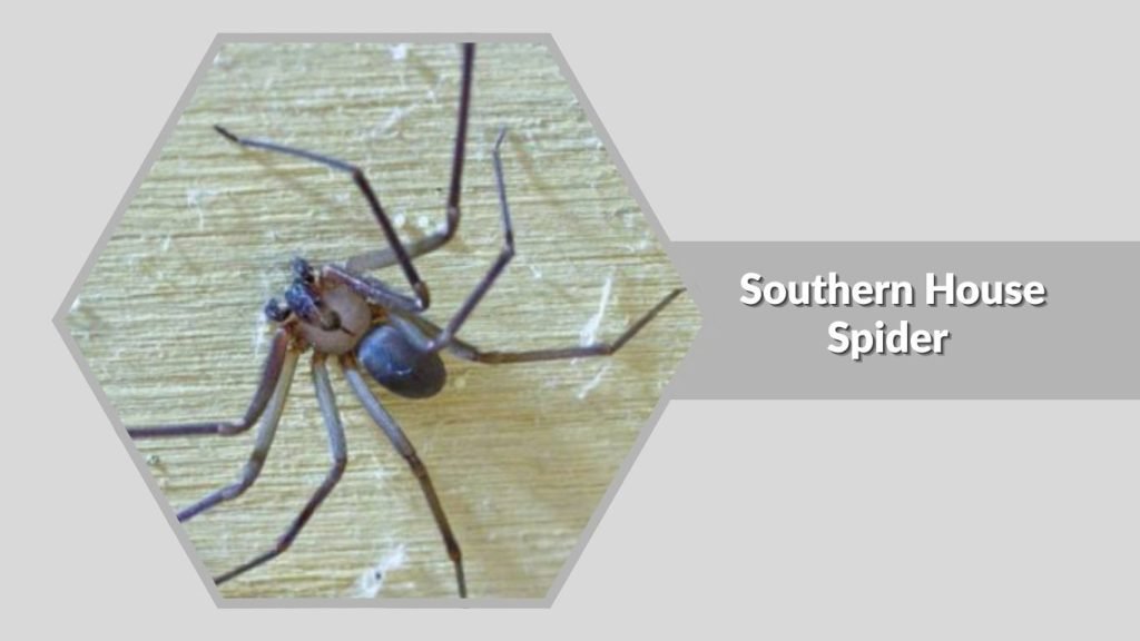 Southern House Spider