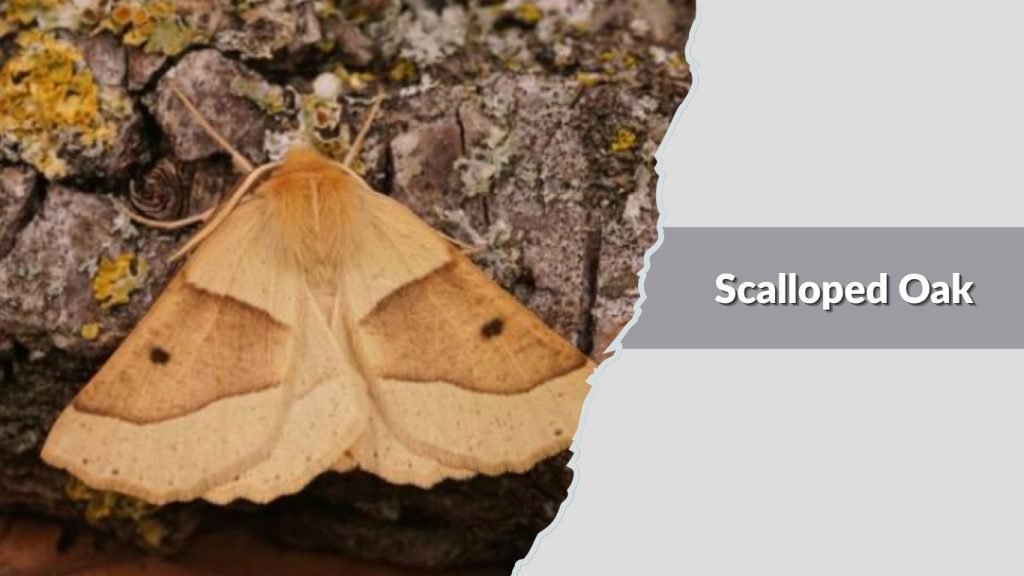 Scalloped Oak
