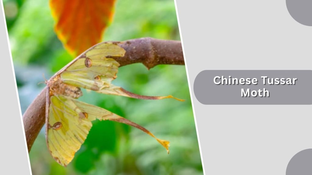 Chinese Tussar Moth